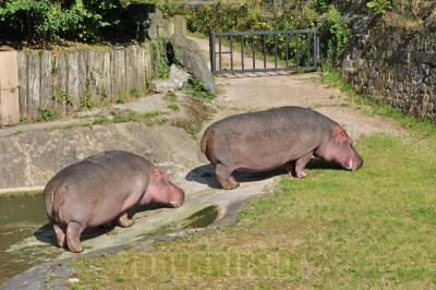 Hippopotame amphibie