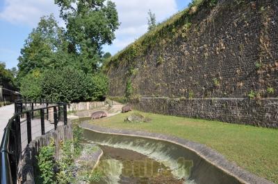 Hippopotame amphibie