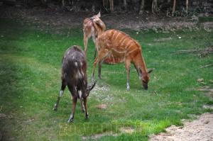 Sitatunga