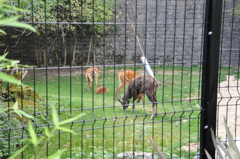 Sitatunga