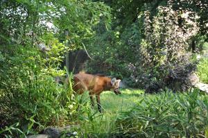 Loup à crinière