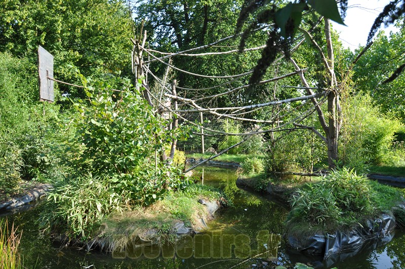 Ouistiti à toupets blancs