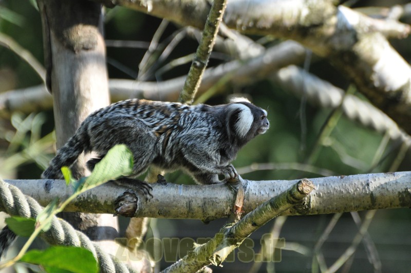 Ouistiti à toupets blancs