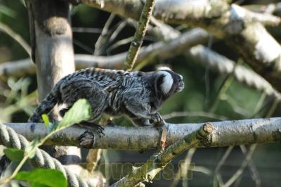 Ouistiti à toupets blancs