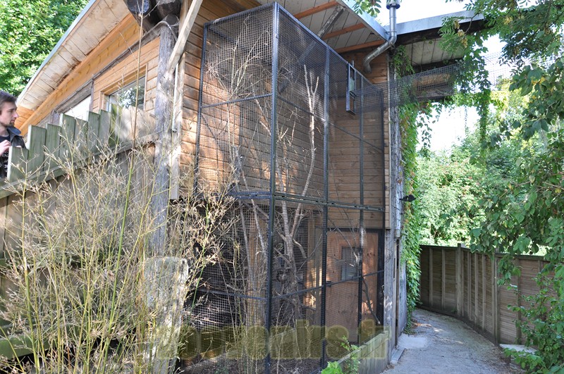 Ouistiti à toupets blancs