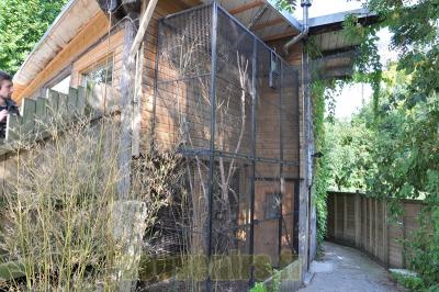 Ouistiti à toupets blancs