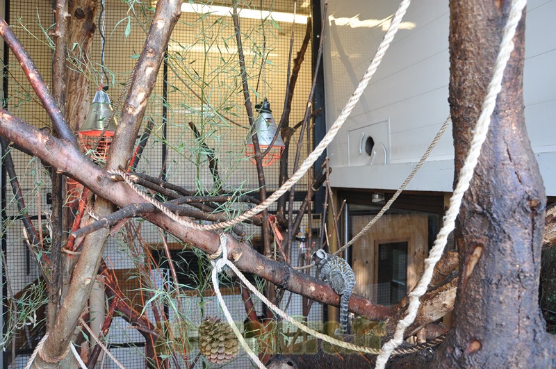 Ouistiti à toupets blancs