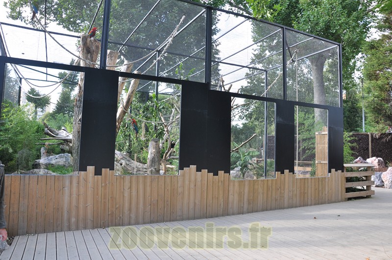 Ara ararauna - Saki à face blanche