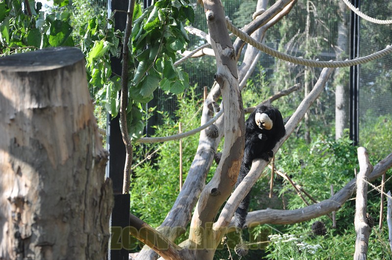 Saki à face blanche