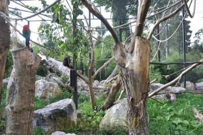 Ara ararauna - Saki à face blanche