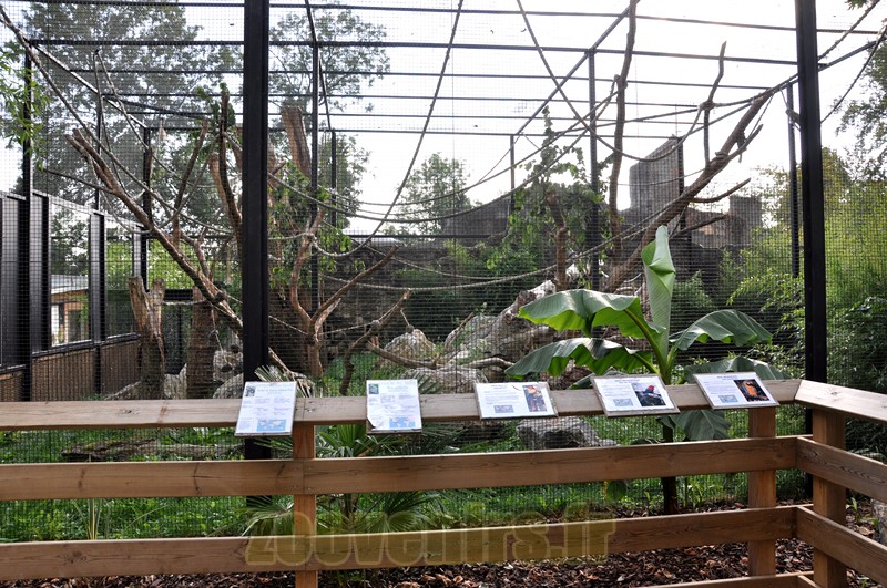 Ara ararauna - Saki à face blanche