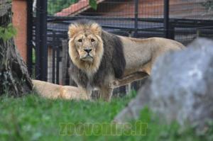 Lion d'Asie