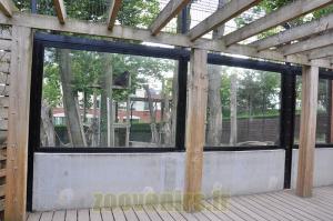 Ours à lunettes