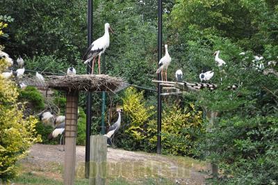 Cigogne - Ibis sacré