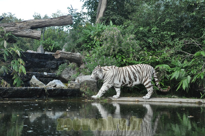 Tigre blanc