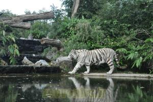 Tigre blanc