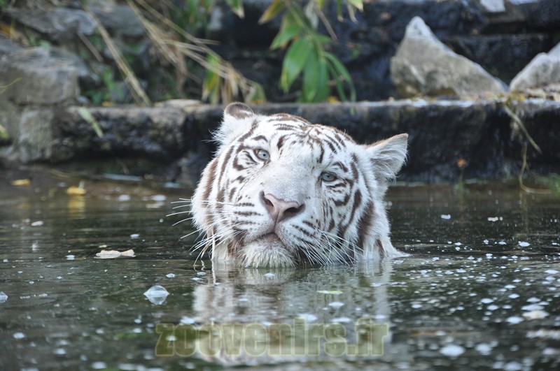 Tigre blanc