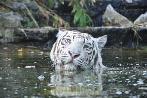 Tigre blanc