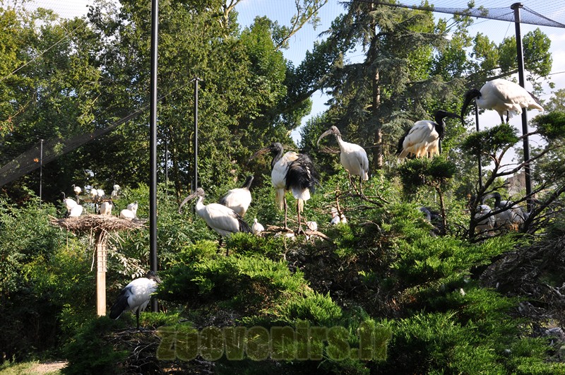 Ibis sacré
