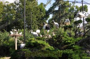 Ibis sacré