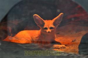 Fennec