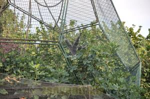 Gibbon lar