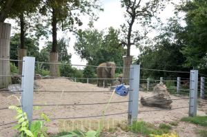 Eléphant d'Asie 