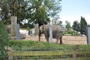 Eléphant d'Asie