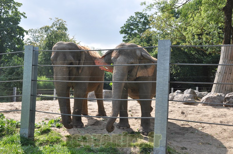 Eléphant d'Asie