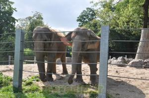 Eléphant d'Asie