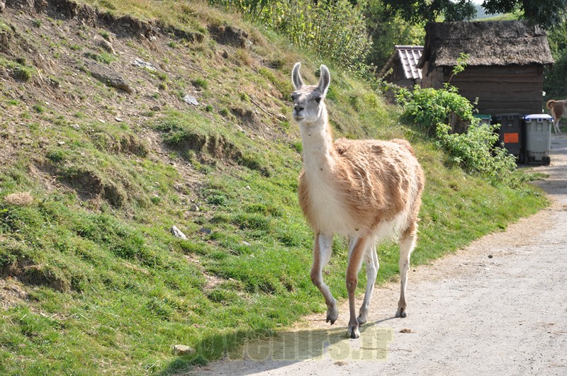 Guanaco