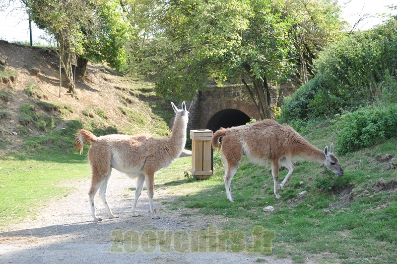 Guanaco
