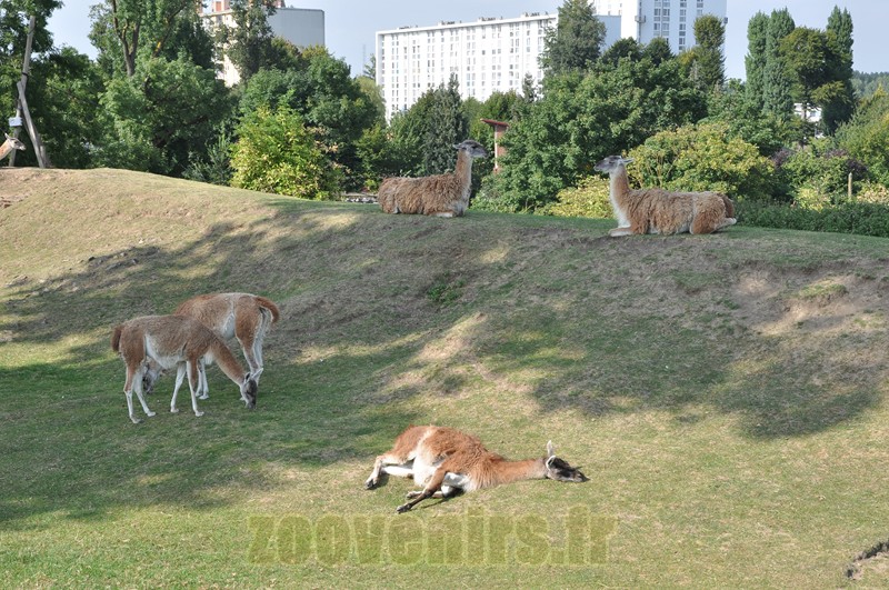 Guanaco