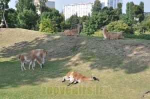 Guanaco