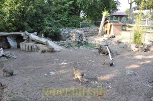 Capybara et Mara