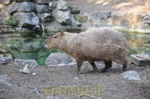 Capybara