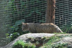 Chat de Gordoni