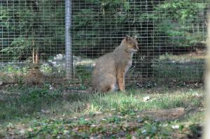 Chat des marais