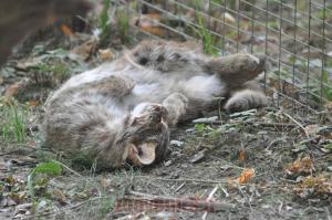 Chat rubiginneux