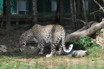 Panthère de Perse - 2012