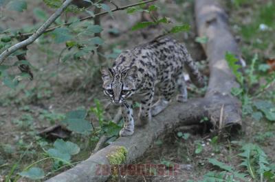 Margay - 2012