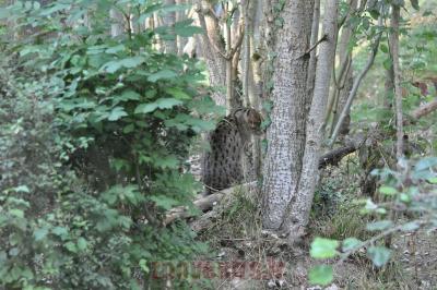 Chat pécheur - 2012