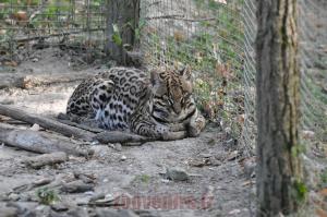 Ocelot