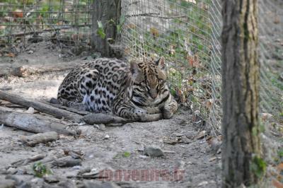Ocelot - 2012