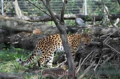 Panthère de l'Amour - 2012