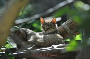 Chat de Gordoni