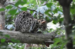 Margay