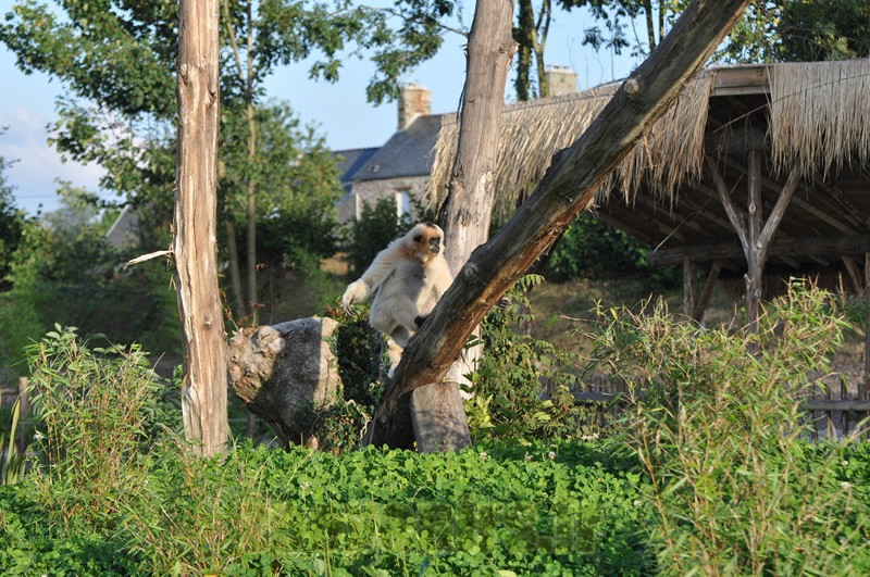 Gibbon à favoris