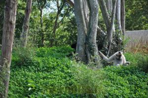 Gibbon à favoris