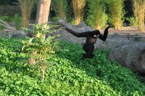 Gibbon à favoris